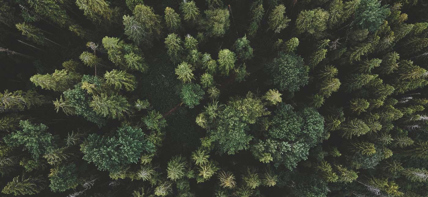 Aerial shot of a forest